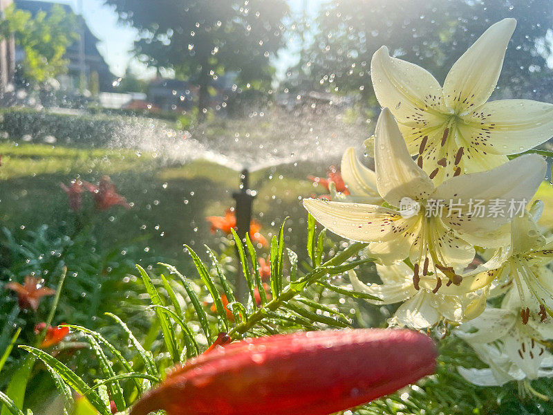 清晨洒水灌溉大院花坛