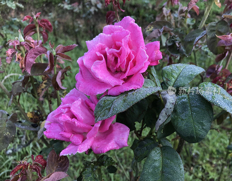花:粉红玫瑰