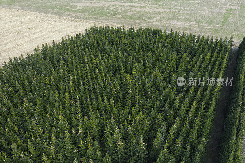 田野里的云杉种植园