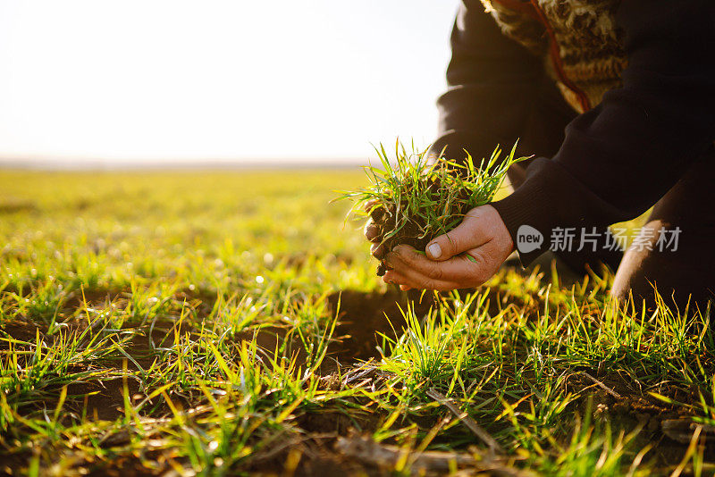 年轻的绿麦苗在农民的手中。