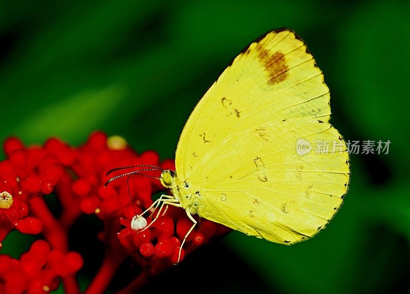 黄蝴蝶谈花-动物行为。