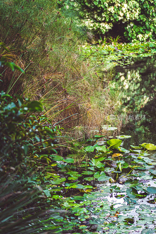 风景秀丽的荷叶在池塘边，美丽而宁静的自然