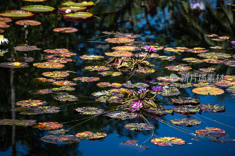 睡莲和睡莲在池塘里盛开。水面上的倒影。让人想起吉维尼的画家克劳德·莫奈