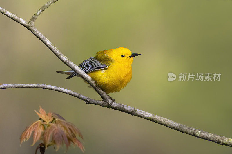 原声莺在其自然栖息地