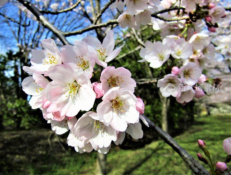 日本。3月底。樱花。