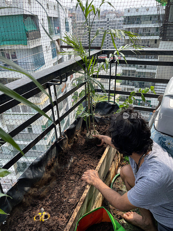 特写图片:印度男子在住宅阳台的木槽里种植一棵棕榈树，里面装满了泥土和堆肥，还有防鸽子的网