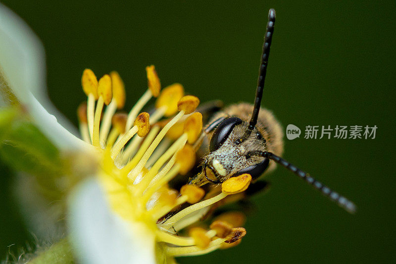 蜜蜂为花朵授粉，特写微距镜头