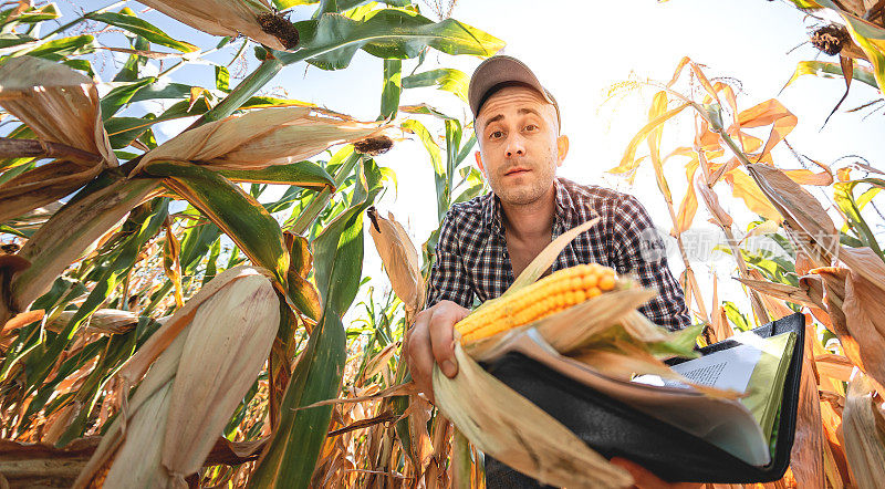 一位年轻的农学家在农田上检查玉米的质量。一个烈日炎炎的日子，农民在玉米地里劳作