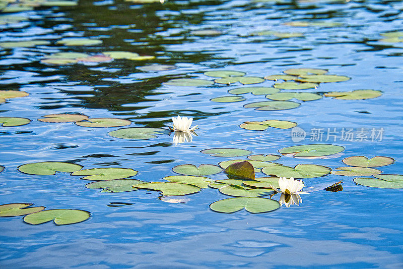 在瑞典斯莫兰的一个湖上。水百合田白色的花，在水中