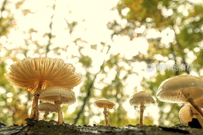 秋天的一天，棕叶山毛榉林中的瓷菌