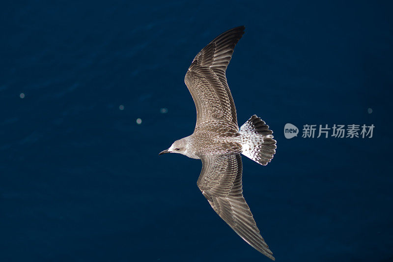 海鸥飞过大海