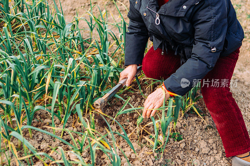 一位亚洲农民在自家花园里种了大蒜，这是一种健康的生活方式