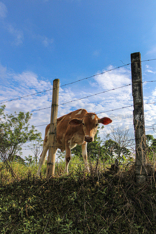 农场里倒刺铁丝网后面的一头牛的垂直镜头