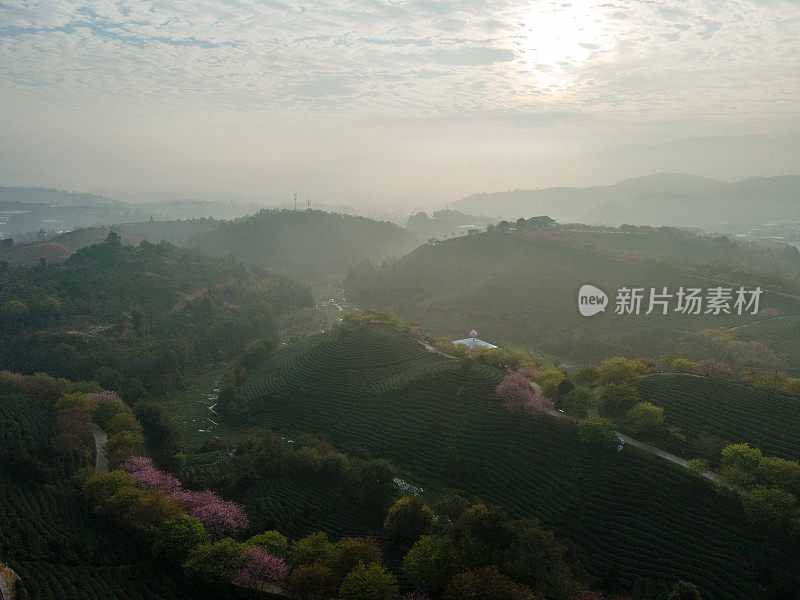 樱桃有机茶山鸟瞰图