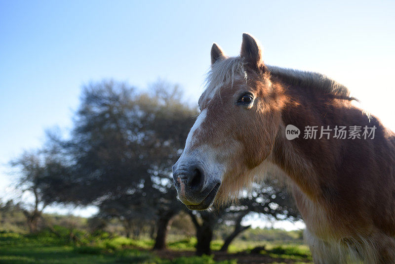 父子俩牵着一匹马在草地上