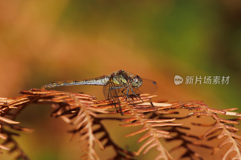 飞镖蜻蜓(黄纹蜻蜓)