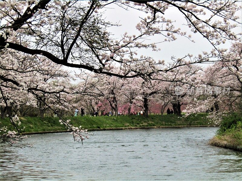 日本。三月底。河上的樱花。