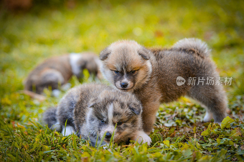 秋田犬幼犬