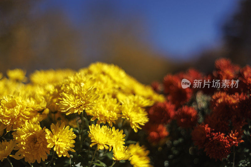 黄红菊花的秋花束，特写。