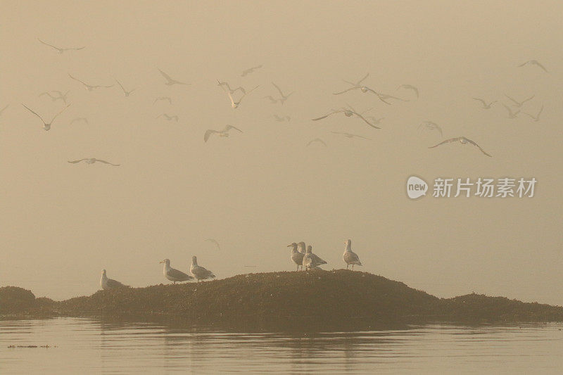 海鸥在飞行，在雾中的岩石上
