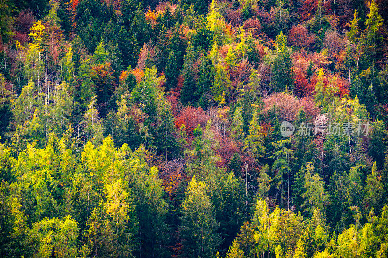 自然保护区，高山森林景观