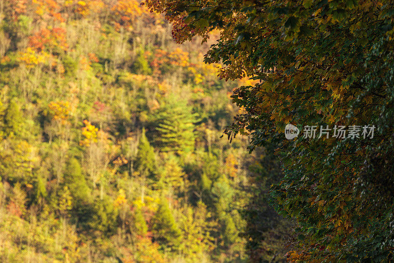 秋天阳光明媚的下午，宾夕法尼亚州波科诺斯的阿巴拉契亚山脉森林里的秋叶。