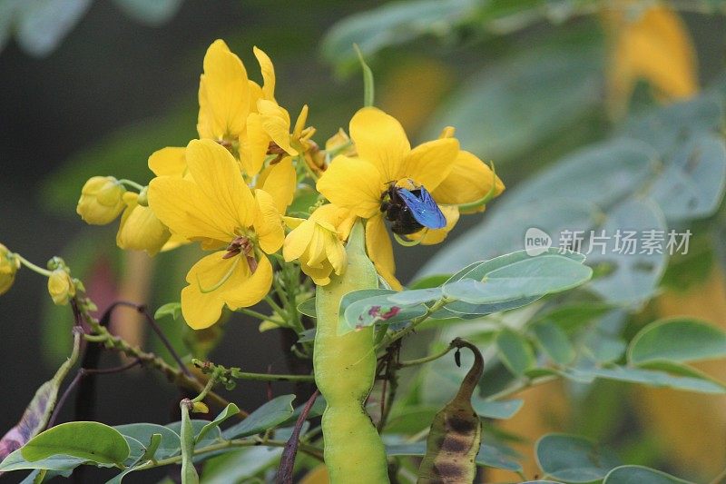 Cassod树;带花的决明子