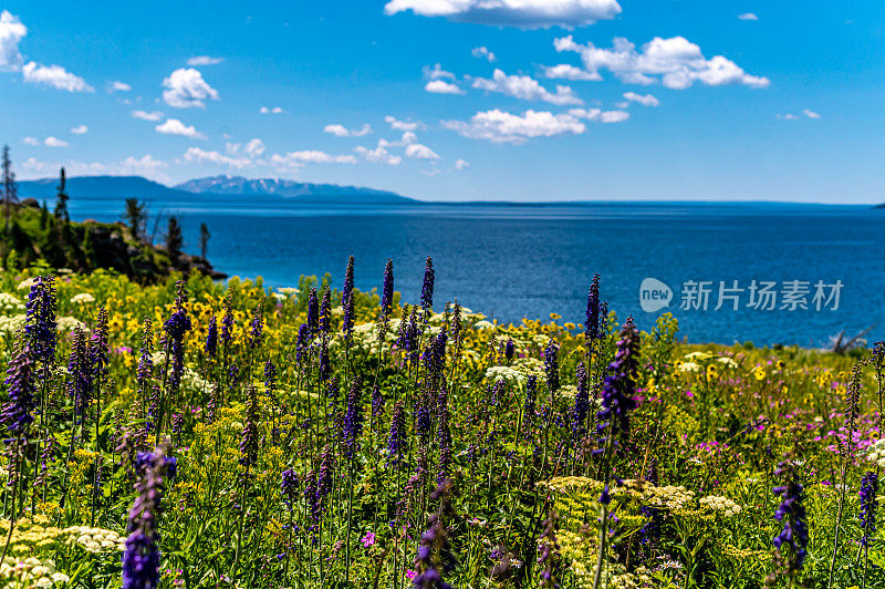 黄石湖岸边郁郁葱葱的美丽野花草地，风景秀丽