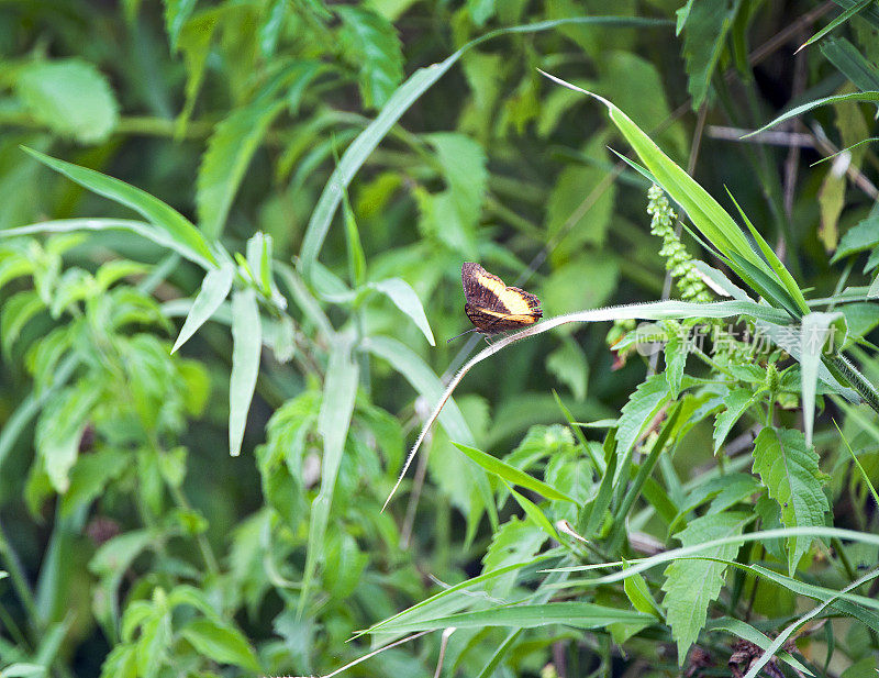 金笛手蝴蝶，马杰特野生动物保护区，马拉维，非洲
