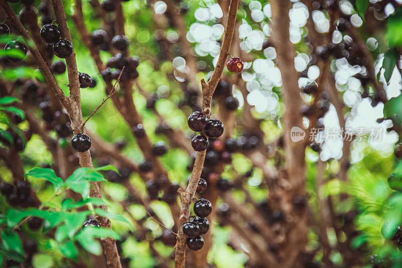 Jabuticaba