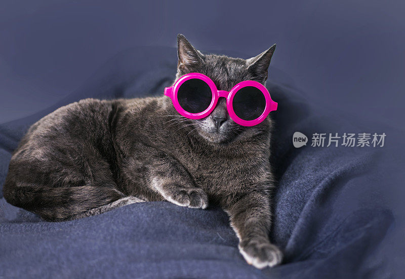一只缅甸猫戴着粉红色的深色圆眼镜躺在灰色沙发上。水平