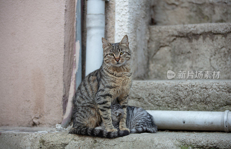 虎斑流浪猫和小猫。