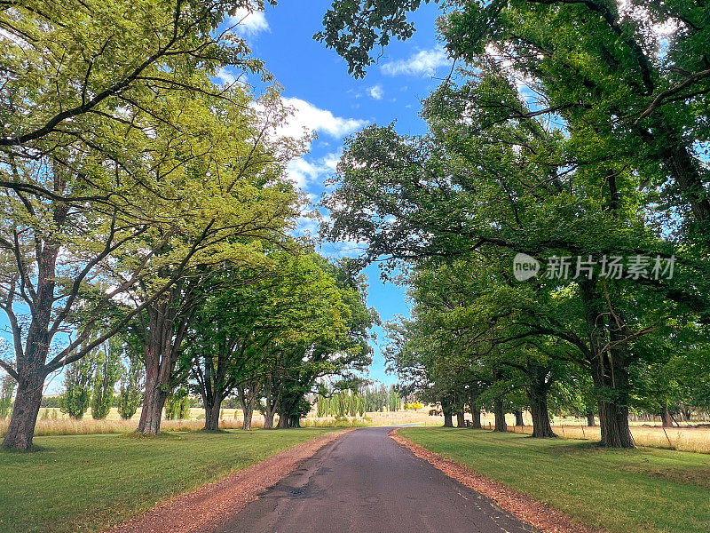 乡间小路上的榆树