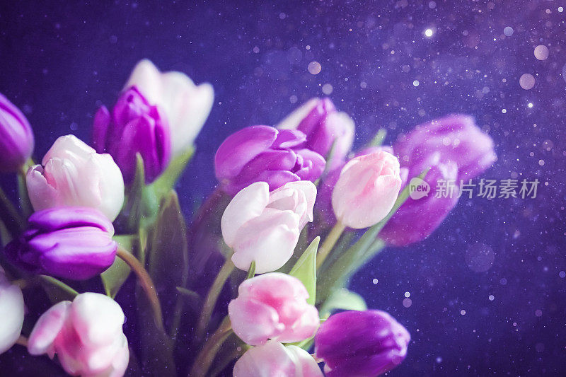 紫粉色郁金香