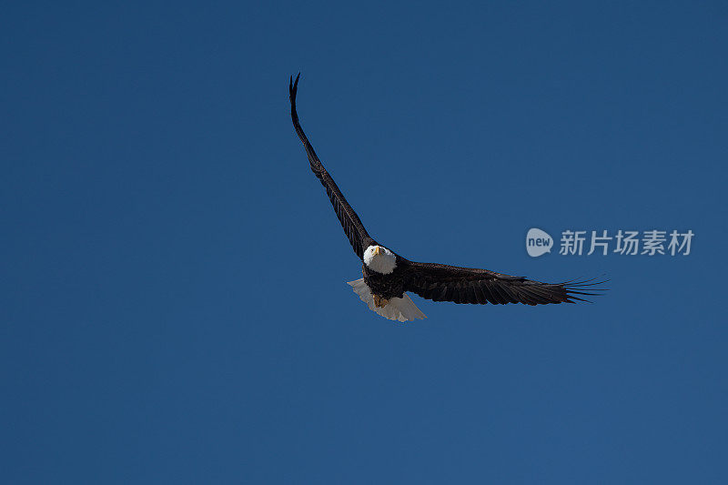 秃鹰飞向摄像机在美国西北部的蒙大拿中部