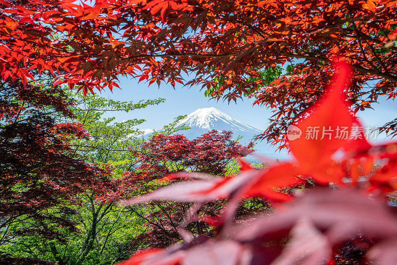 春天的富士山