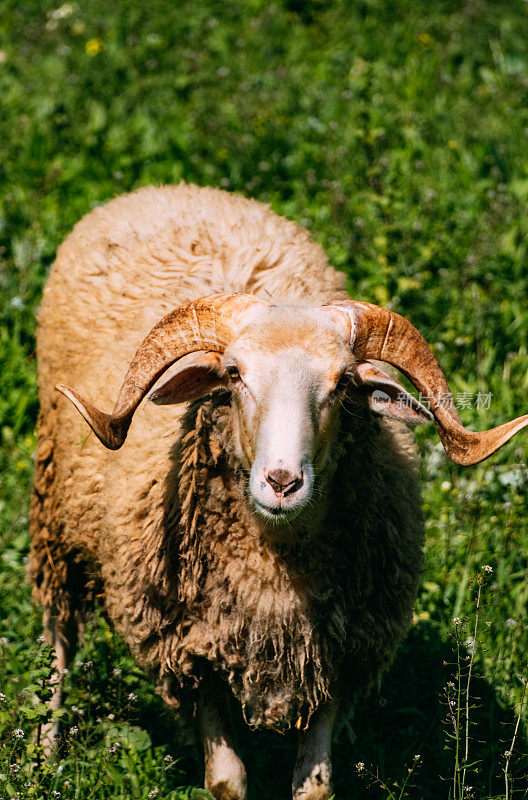 草地上的大角公羊