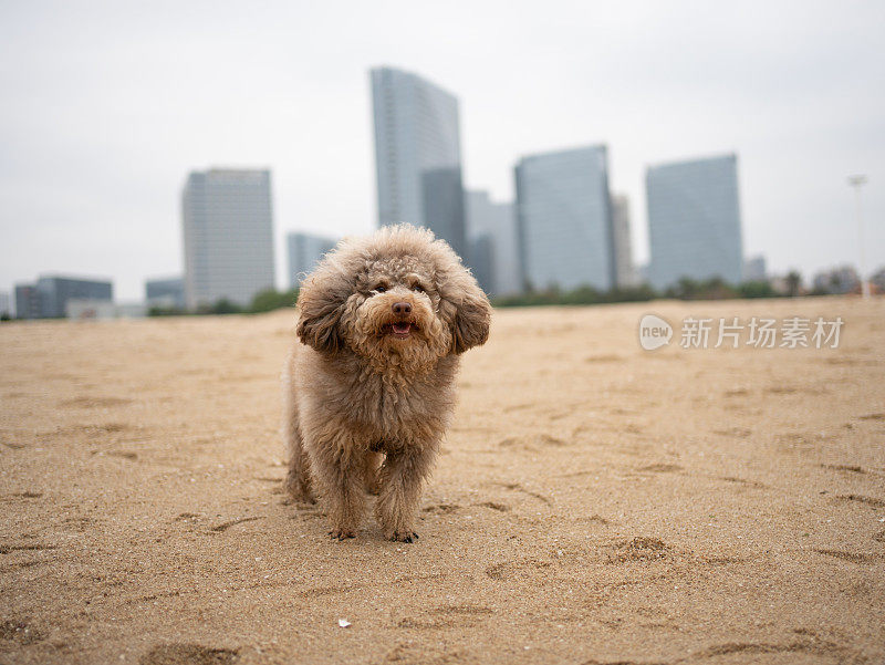 泰迪犬​​在海滩上