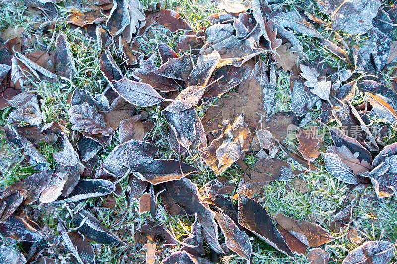秋天的一天，在英国什罗普郡的乡下，干脆的冰冻叶子躺在树下的地上