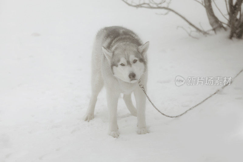 雪中的哈士奇