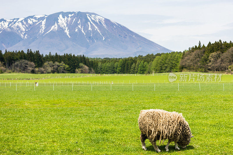 一只孤独的羊享受着郁郁葱葱的田野，身后是岩手山