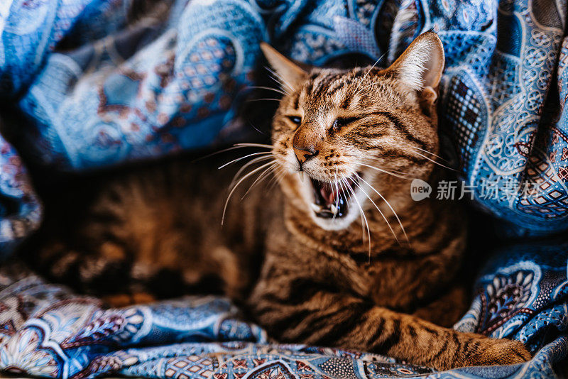 一只打着哈欠的灰棕色的猫躺在他自己做的羽绒被洞的床上