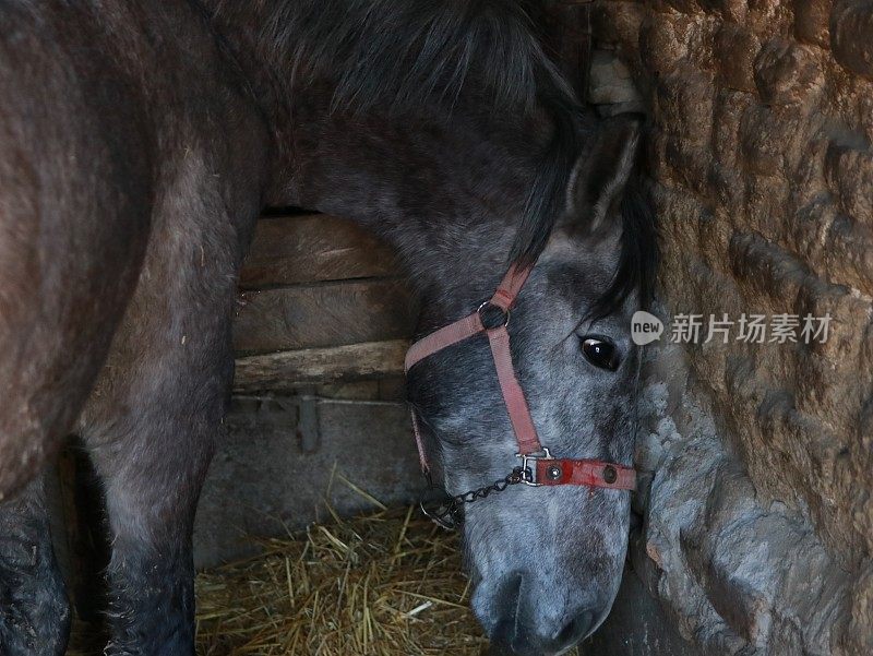 乡村农场的马