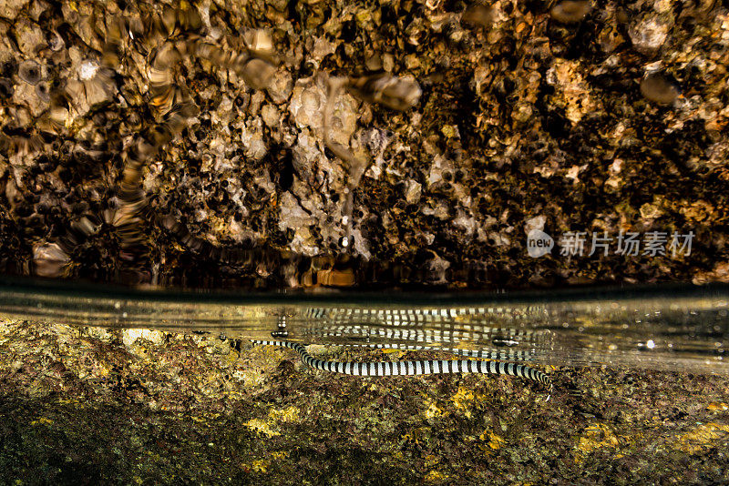 带状海蛇镜像多次近表面，Triton湾，印度尼西亚