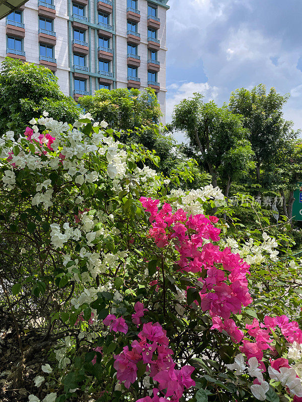 斯里兰卡科伦坡加勒菲斯格林花卉边界的特写图像，热带粉红色的三角梅花苞片，黄色的花和郁郁葱葱的绿叶，攀援观赏开花的三角梅藤，摩天大楼，多云的蓝天，重点在前景