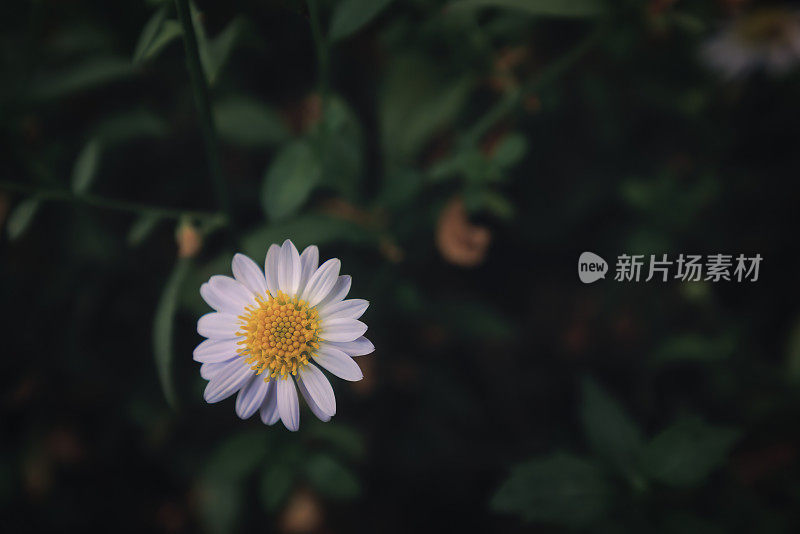 小白色雏菊花的特写从顶视图与柔软和梦幻般的绿色背景。