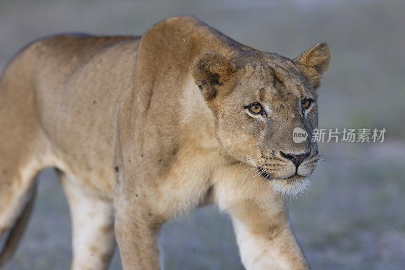 在非洲热带稀树草原的自然栖息地，母狮准备晚上狩猎