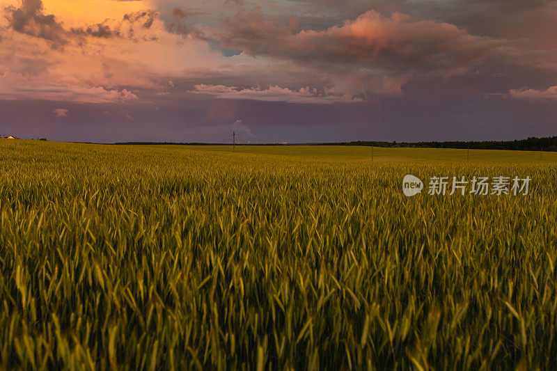 麦田里的小麦。黑麦。夕阳的光。可持续发展。农场