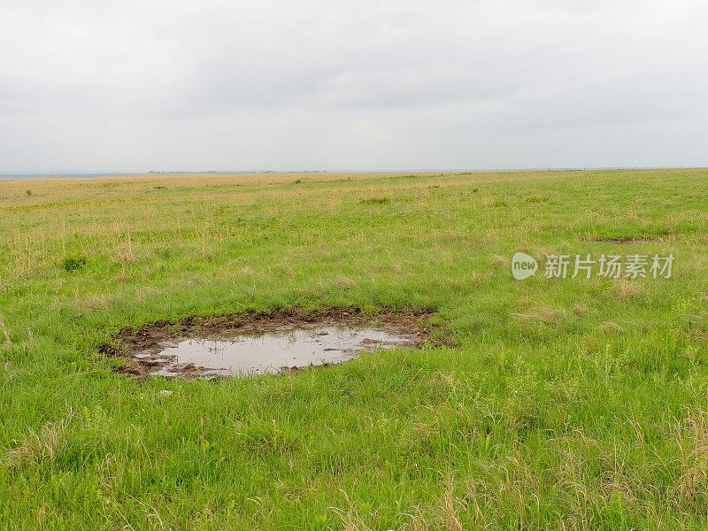 高草草原保护区的野牛群曾经在泥坑里打滚