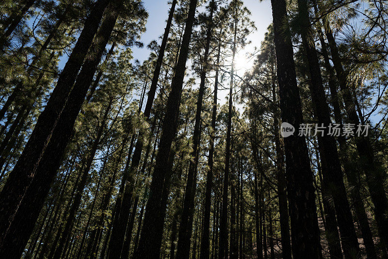 加那利群岛泰德火山景观中的松树恢复力